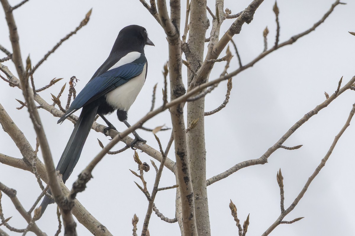 ヒマラヤカササギ - ML644837342