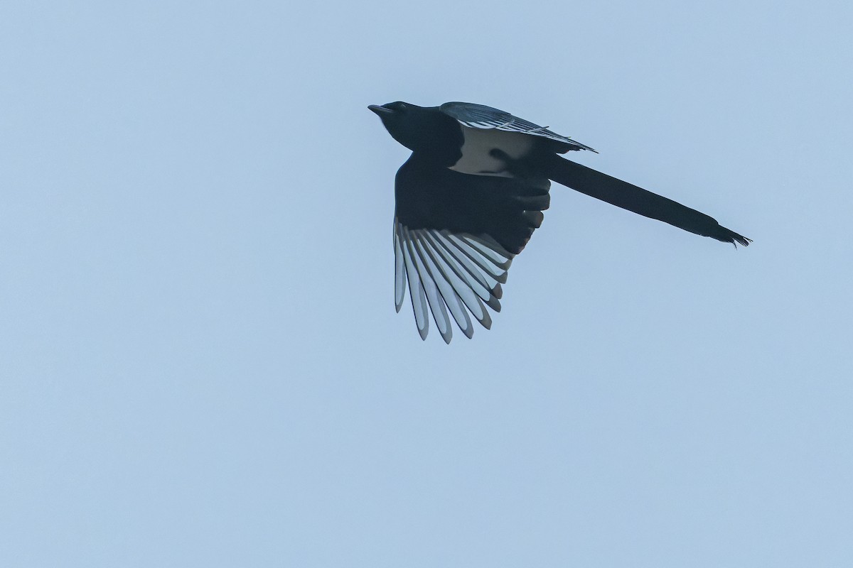 ヒマラヤカササギ - ML644837343