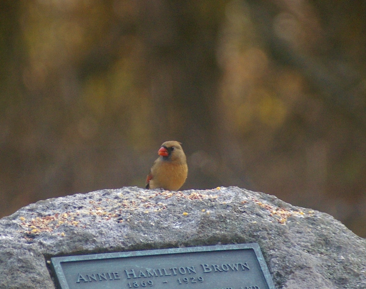 Rotkardinal - ML644837345