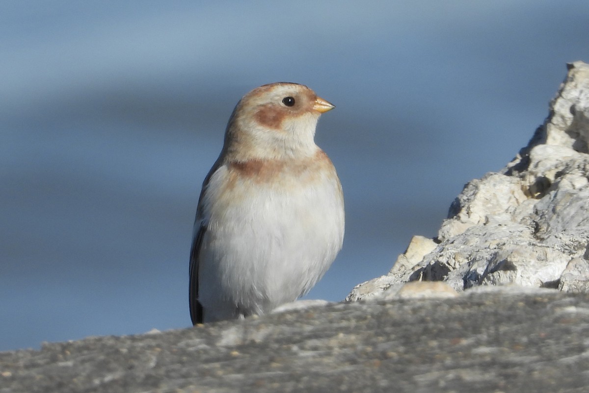 גיבתון שלג - ML644837363