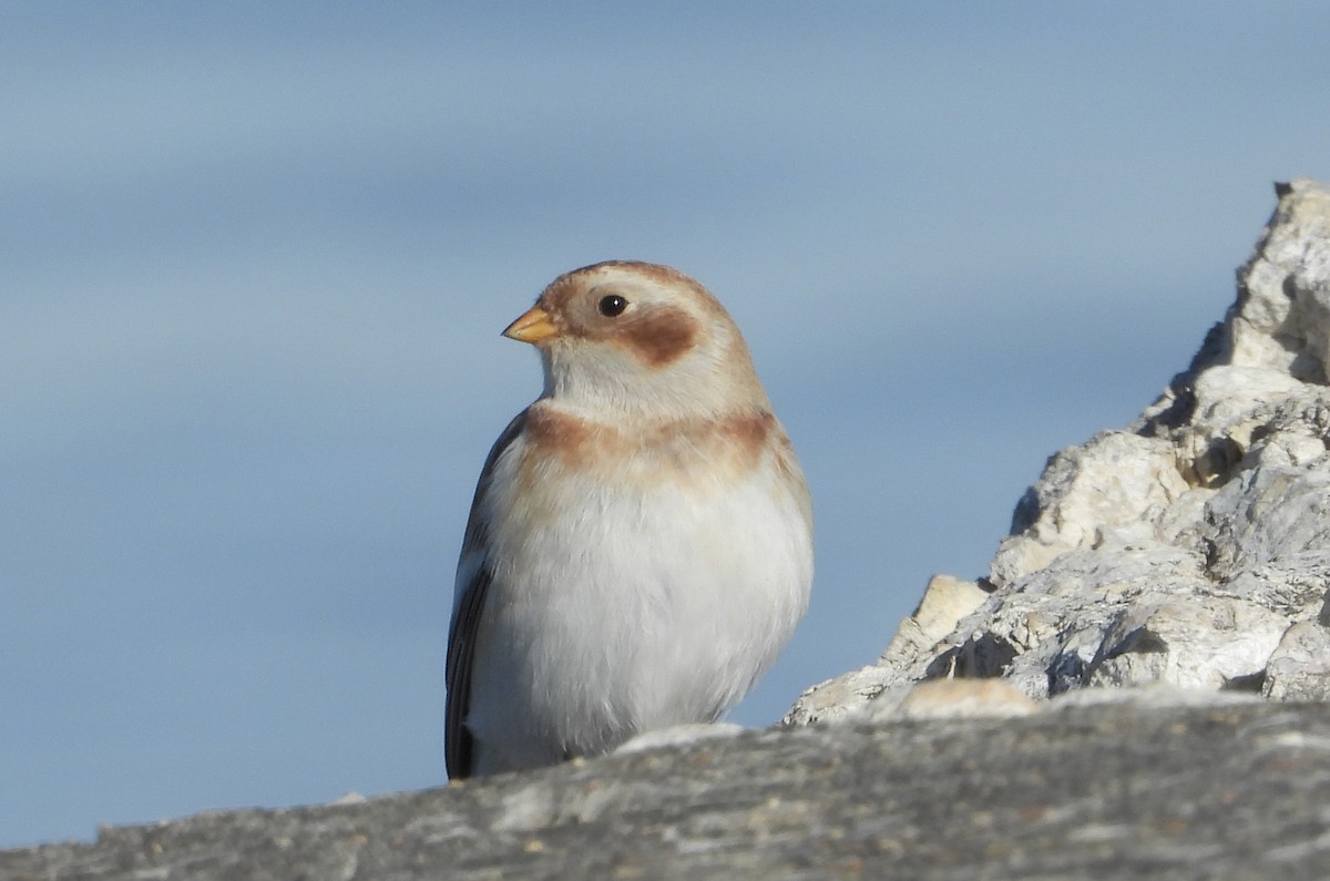 גיבתון שלג - ML644837364
