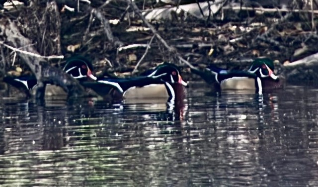 kachnička karolínská - ML644837370