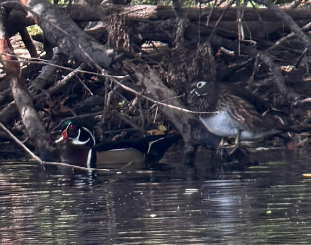 kachnička karolínská - ML644837371