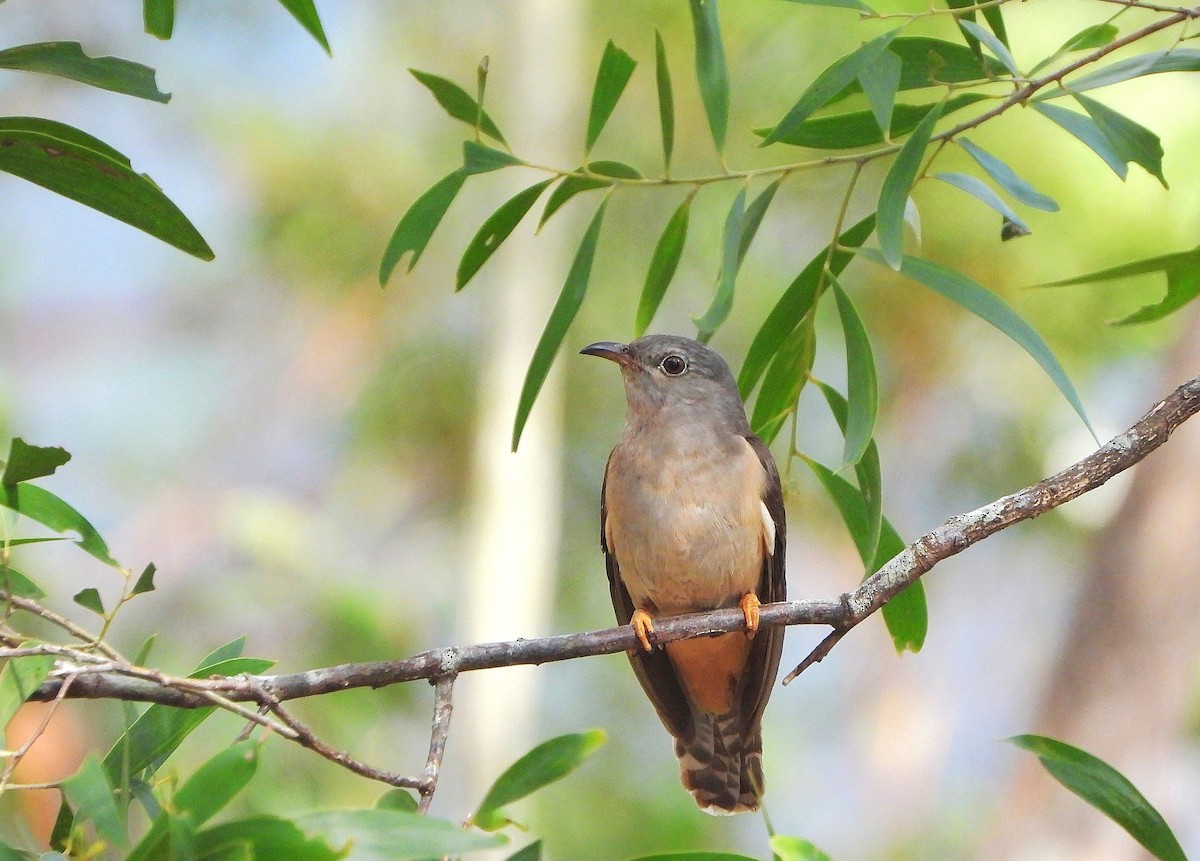 Sahul Brush Cuckoo - ML644837376