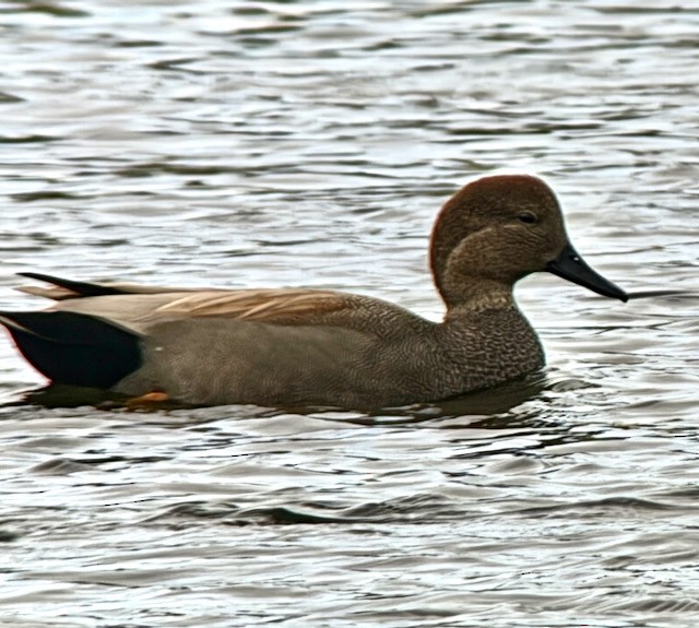 Gadwall - ML644837379