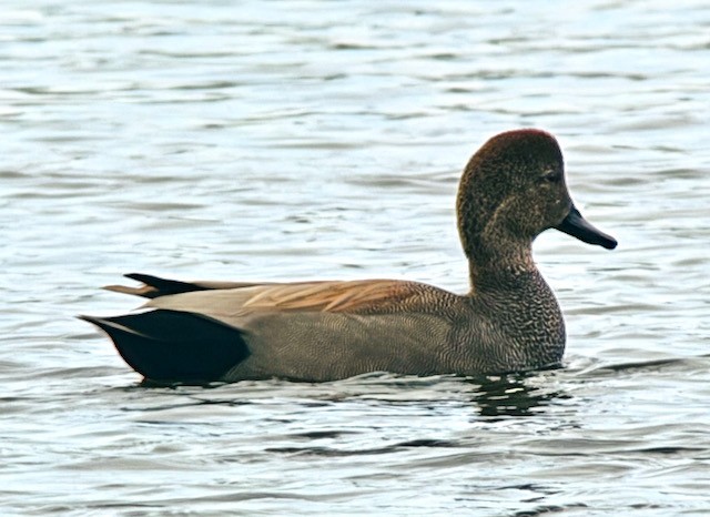 Gadwall - ML644837380