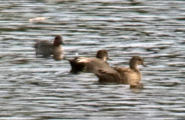 Gadwall - ML644837382