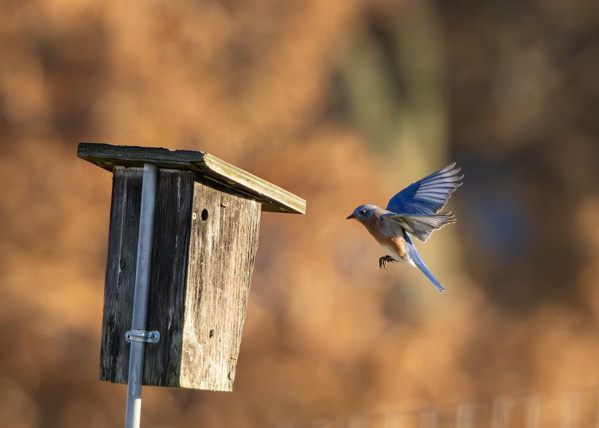 Блакитник східний - ML644837383