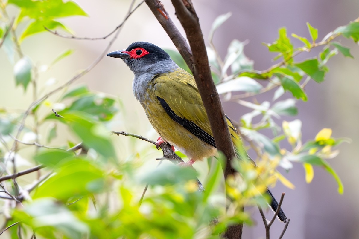 Australasian Figbird (Green) - ML644837393