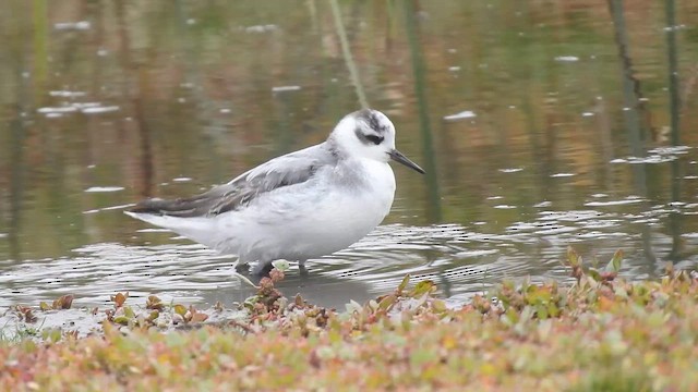 Плавунець плоскодзьобий - ML644837399