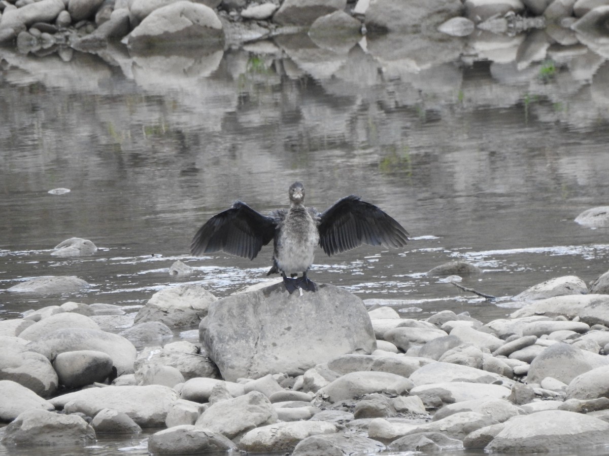 Pygmy Cormorant - ML644837401