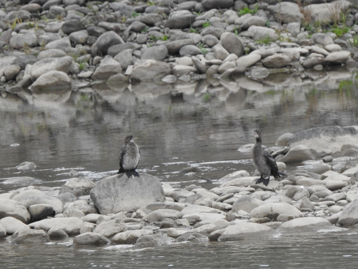 Pygmy Cormorant - ML644837402