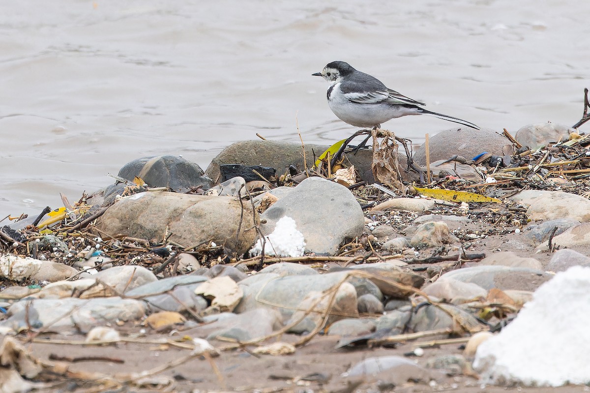 linerle (leucopsis) - ML644837407