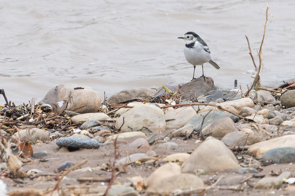 linerle (leucopsis) - ML644837408