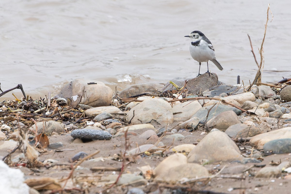 linerle (leucopsis) - ML644837409