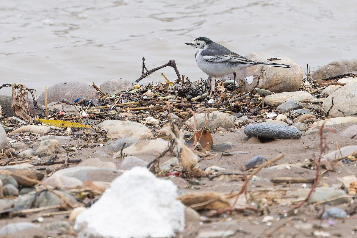 linerle (leucopsis) - ML644837410