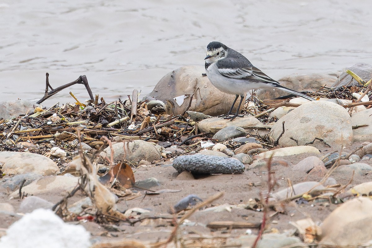 linerle (leucopsis) - ML644837411