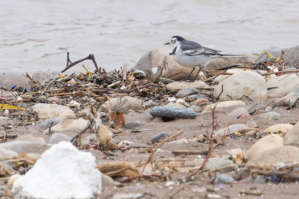 linerle (leucopsis) - ML644837412