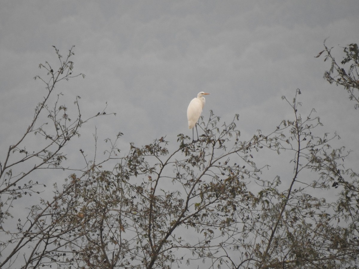 Great Egret - ML644837425