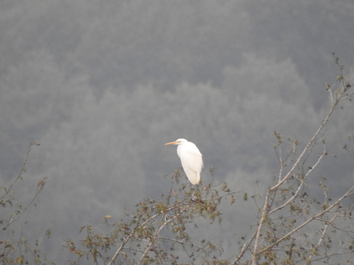 Great Egret - ML644837426