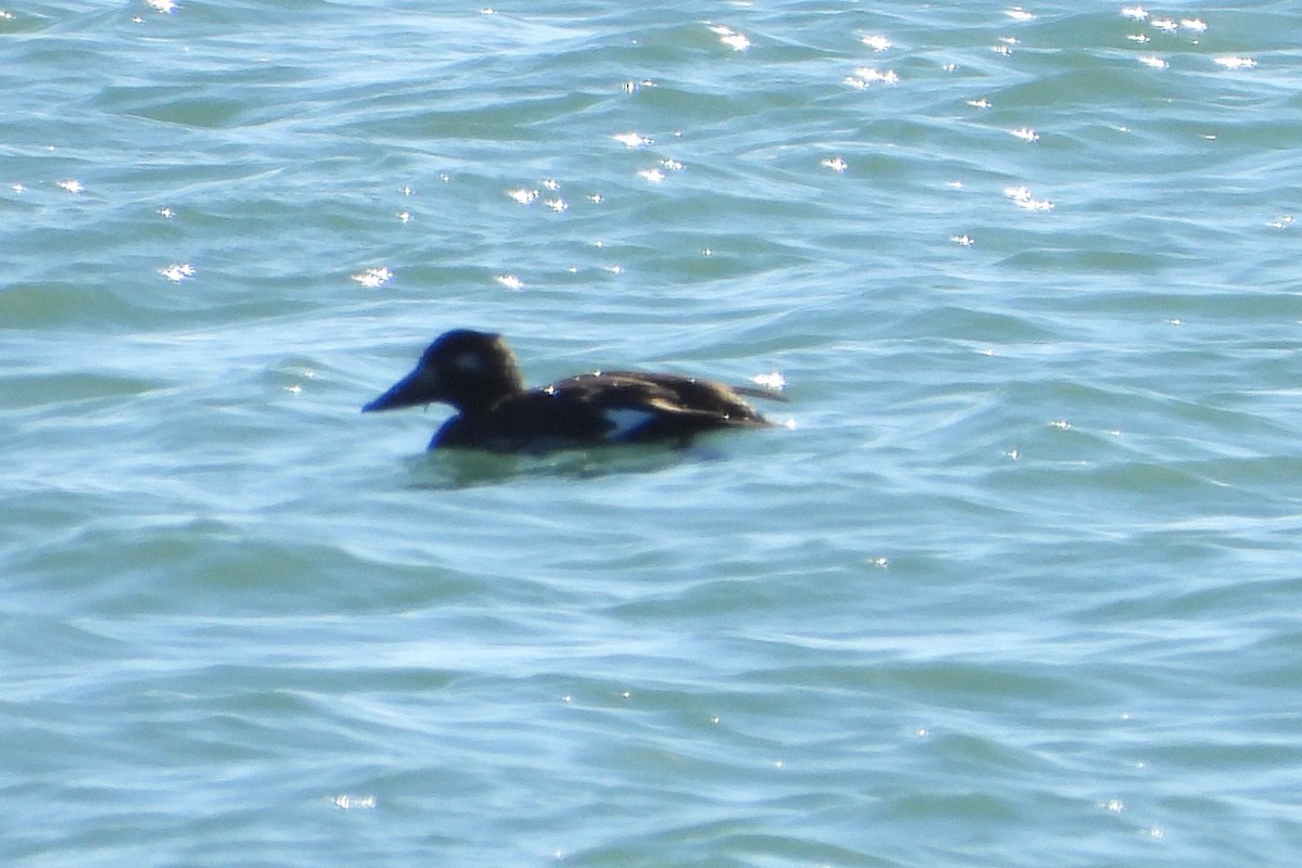 קטיפנית לבנת-כנף - ML644837455