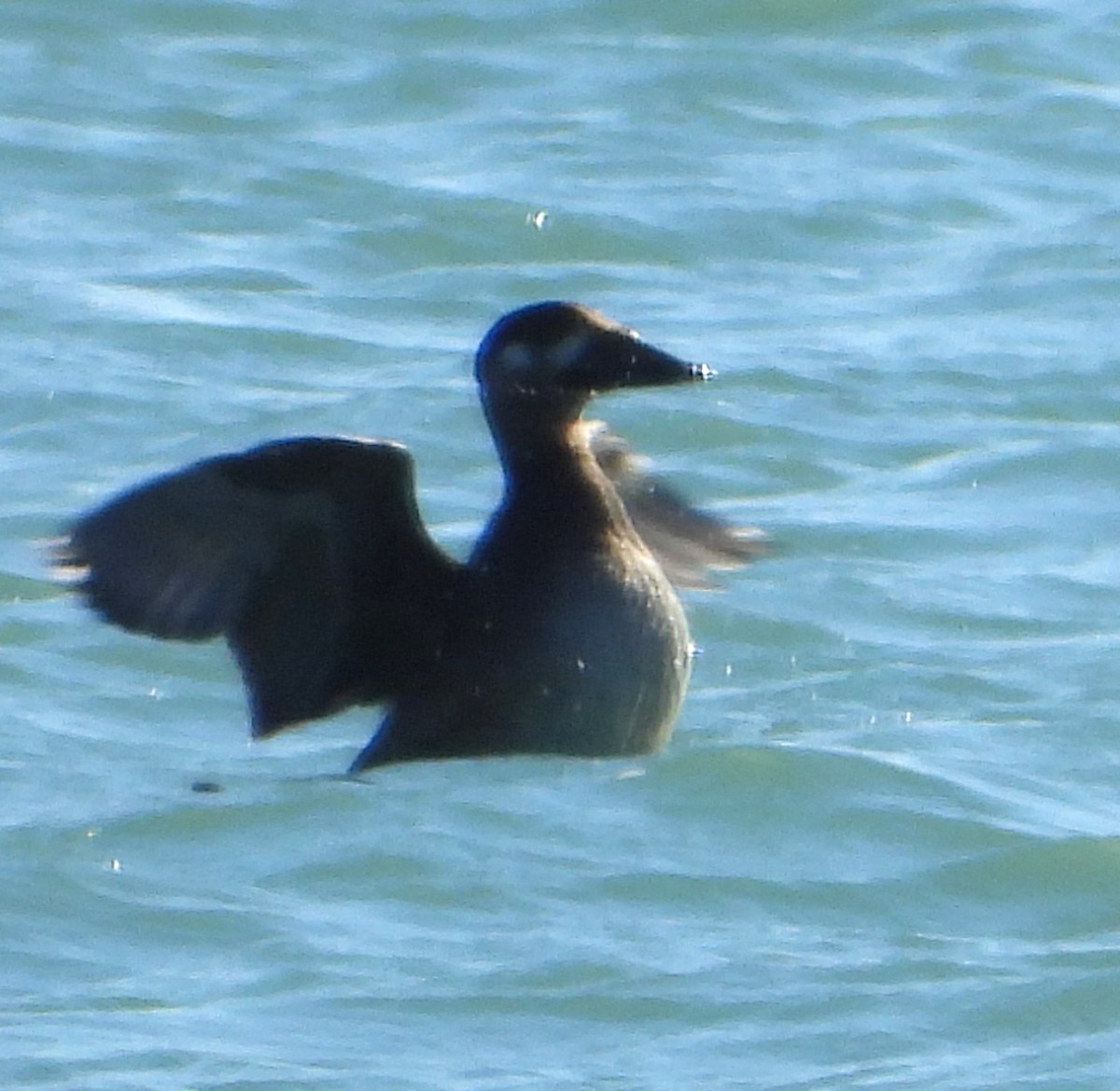 קטיפנית לבנת-כנף - ML644837460