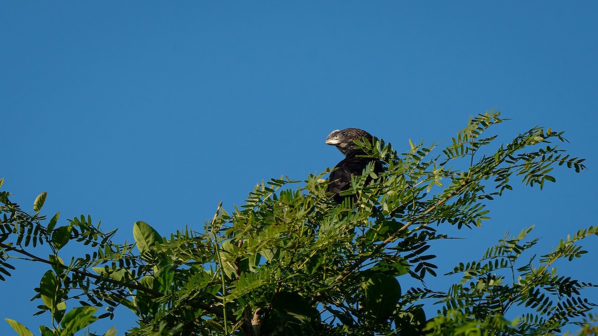 Smooth-billed Ani - ML644837461
