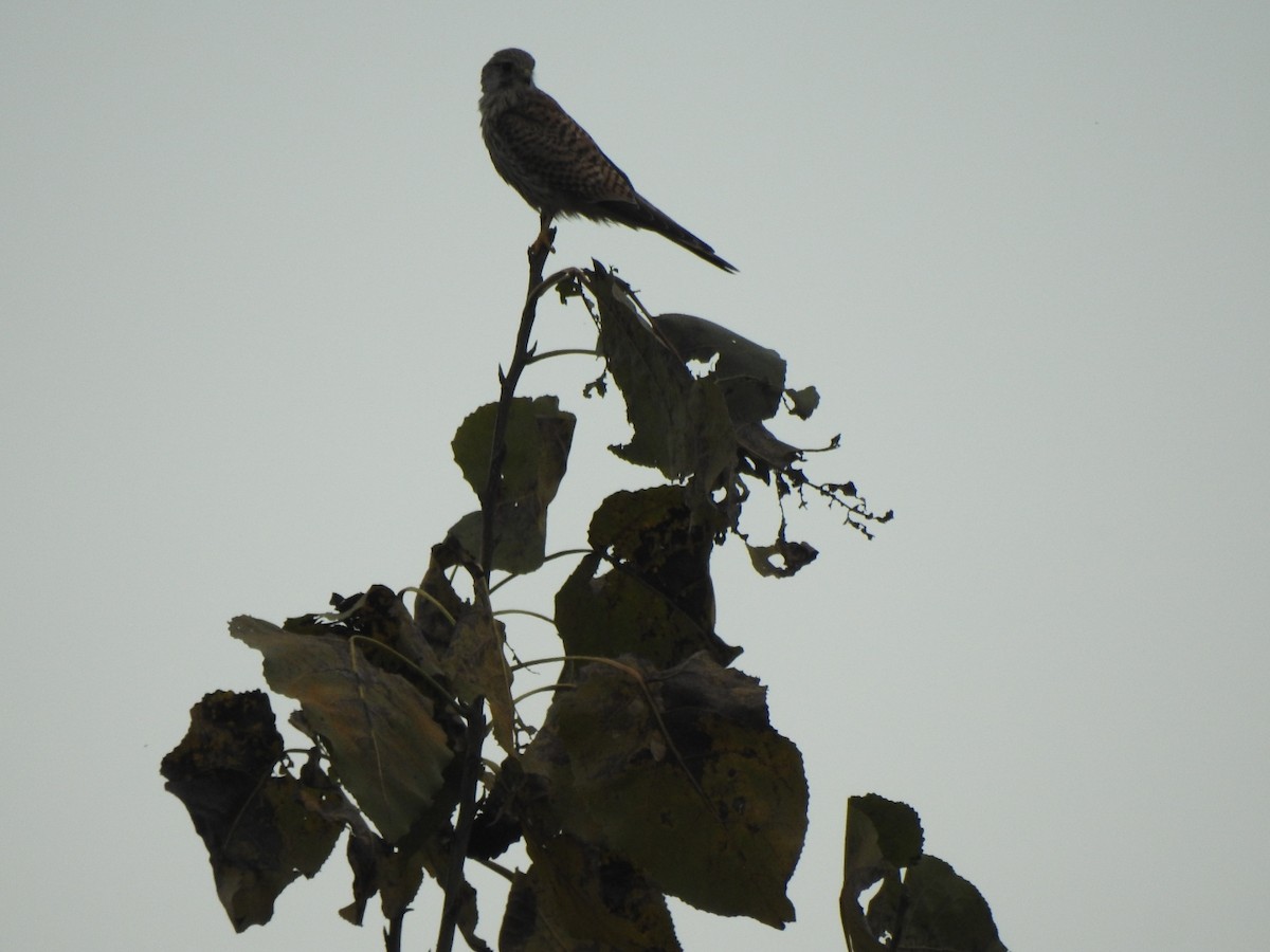 Eurasian Kestrel - ML644837468