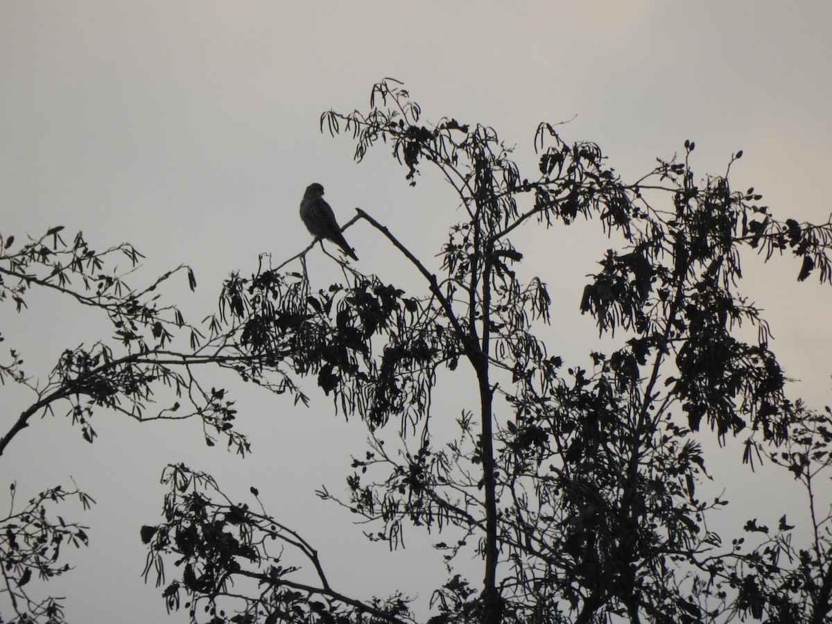 Eurasian Kestrel - ML644837469