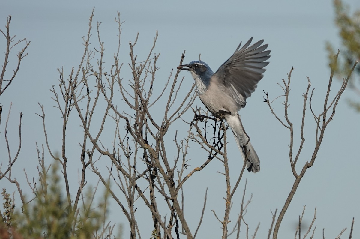 California Scrub-Jay - ML644837486