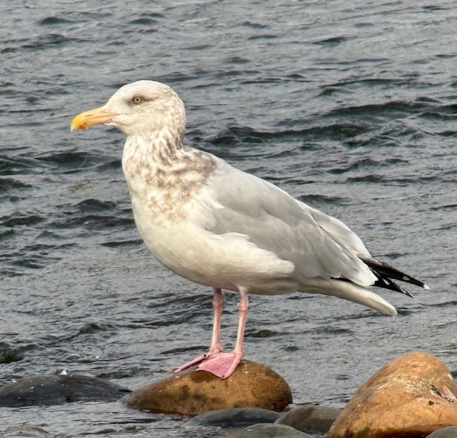 Goéland hudsonien - ML644837495