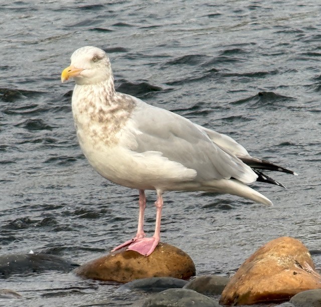 Goéland hudsonien - ML644837496