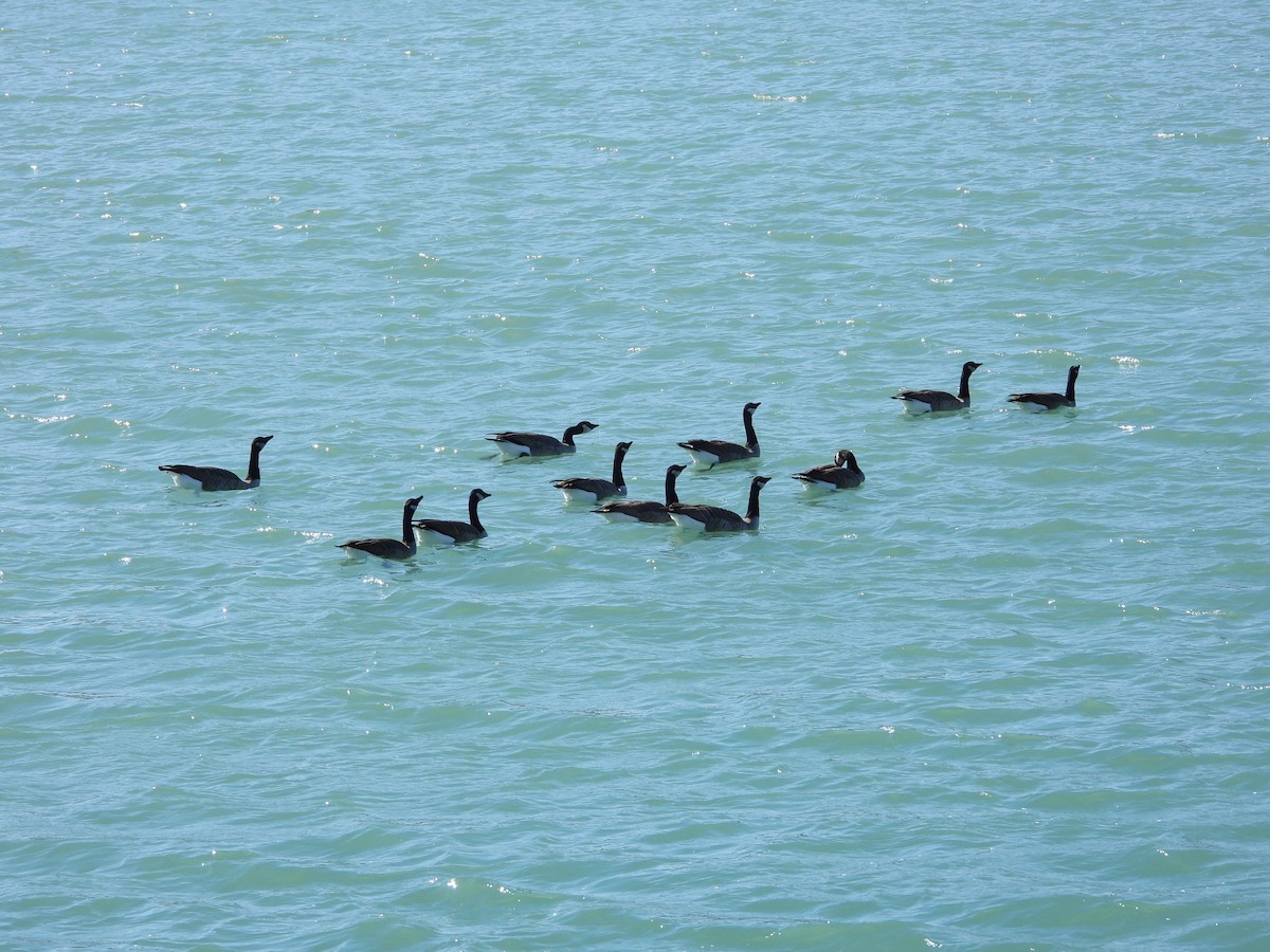 Canada Goose - ML644837497