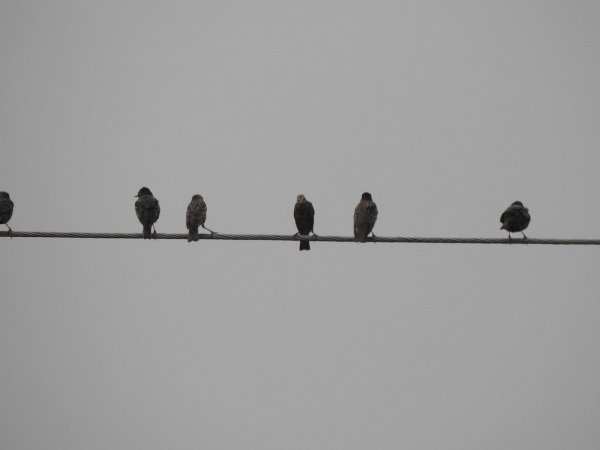 זרזיר מצוי - ML644837502