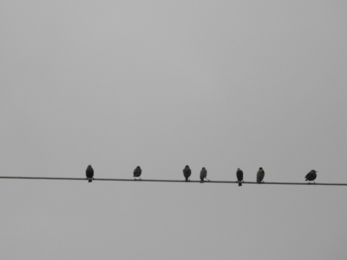 זרזיר מצוי - ML644837503