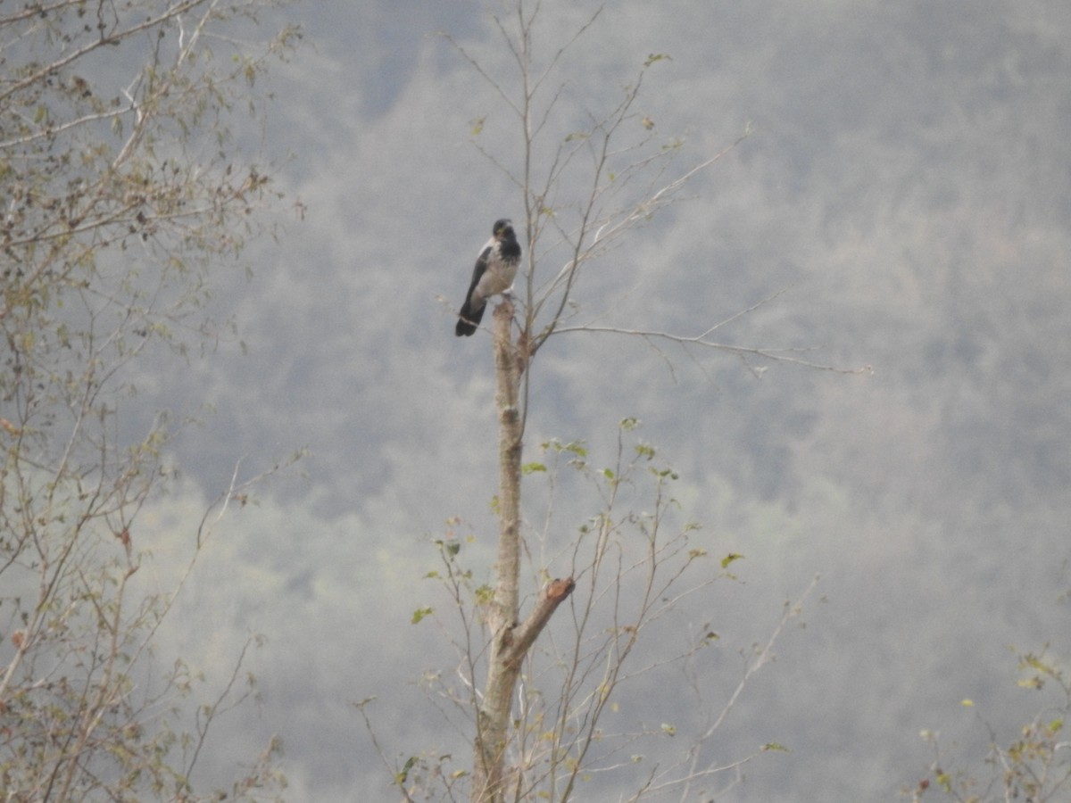 Leş Kargası - ML644837526