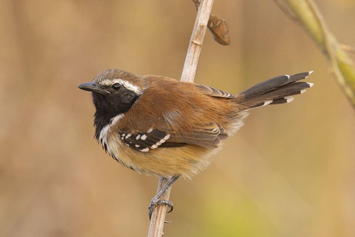 Ржавчатый муравьелов - ML644837549