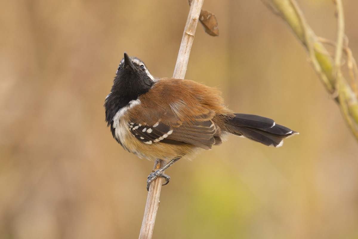 Ржавчатый муравьелов - ML644837550