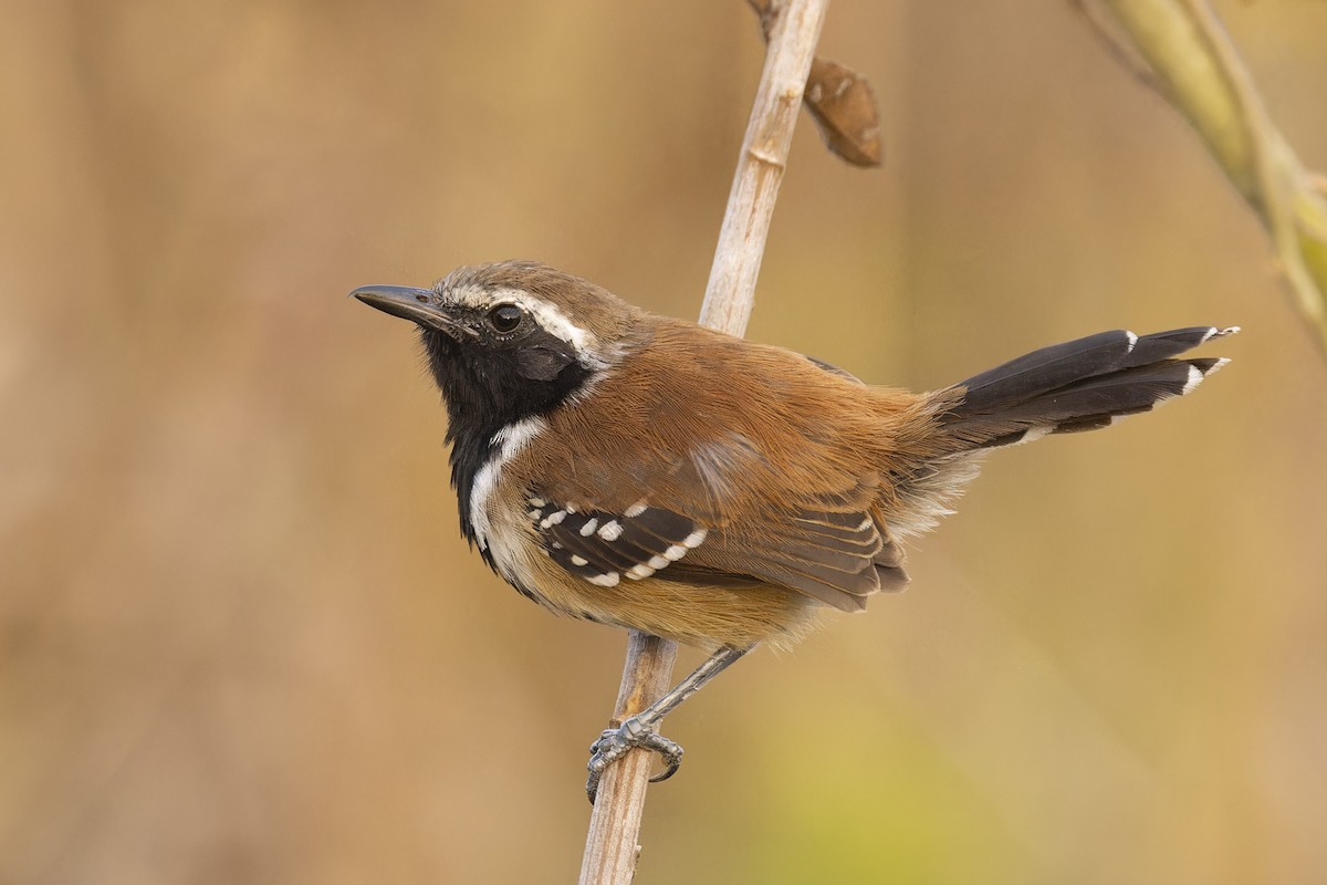Ржавчатый муравьелов - ML644837551