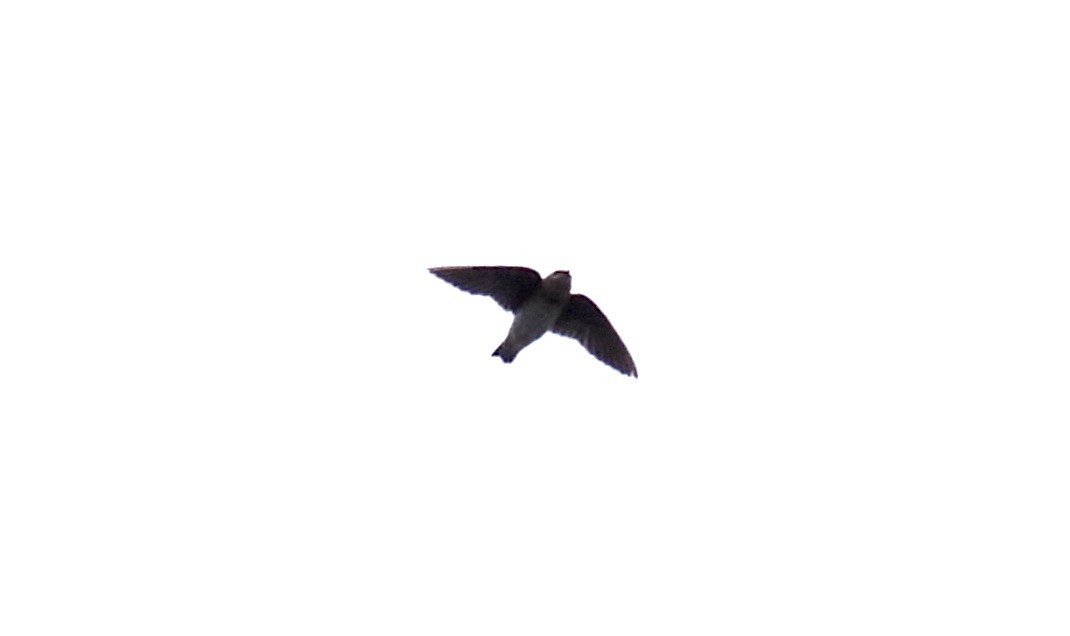 Cave Swallow - ML644837589