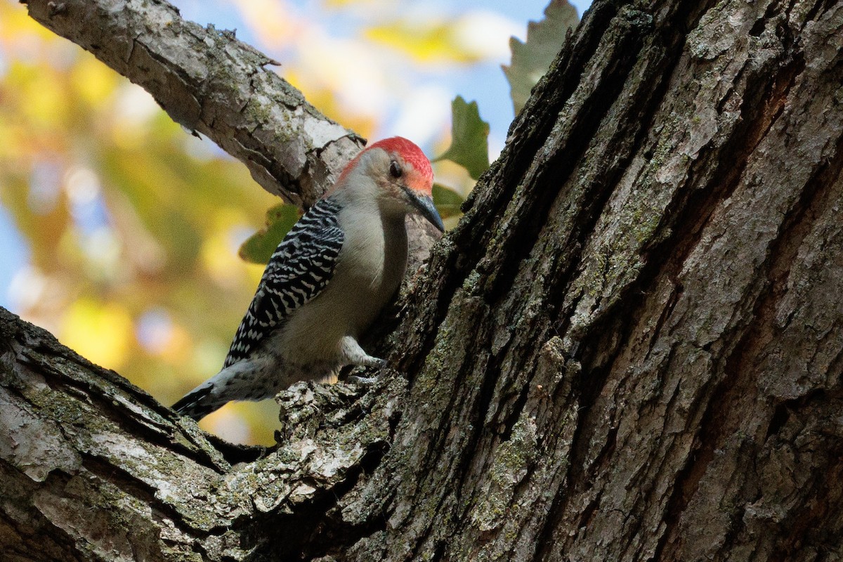 Гіла каролінська - ML644837593