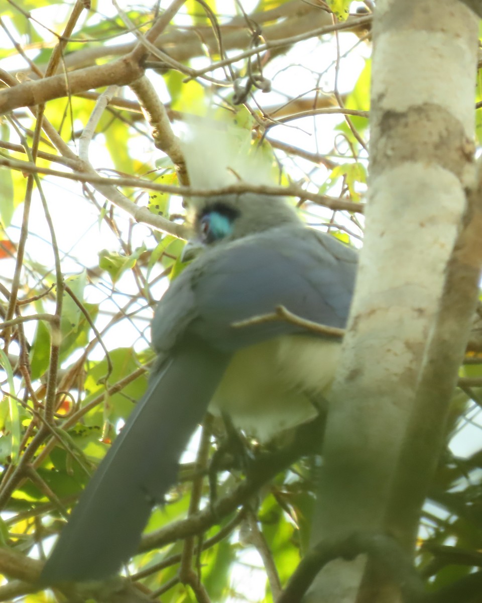 Tepeli Kua (cristata/dumonti) - ML644837606