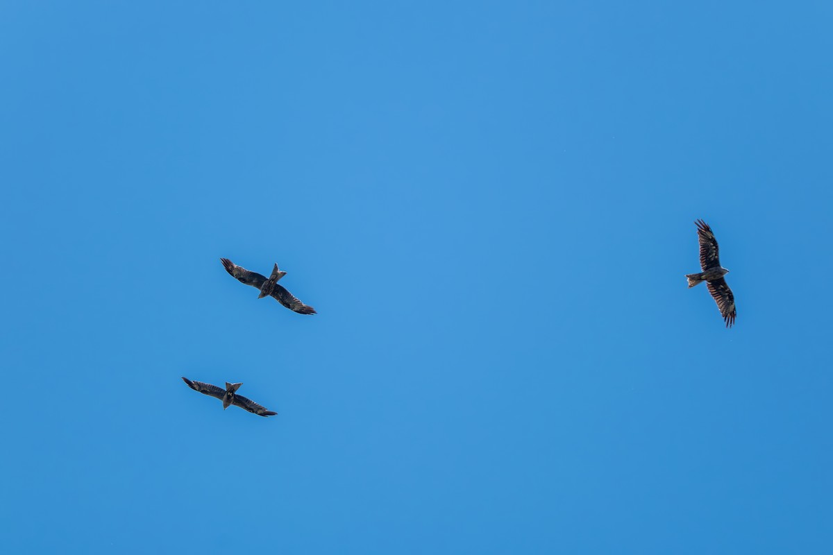 Black Kite - ML644837613