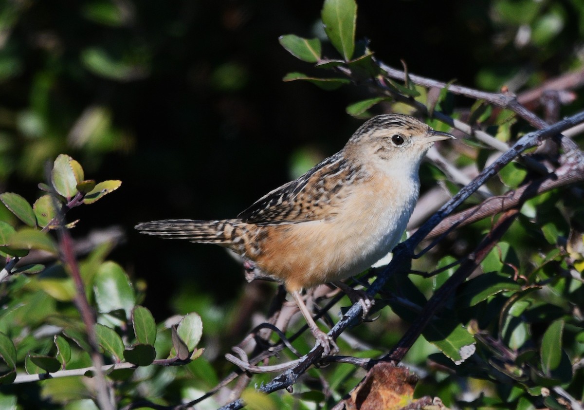 Sedge Wren - ML644837623
