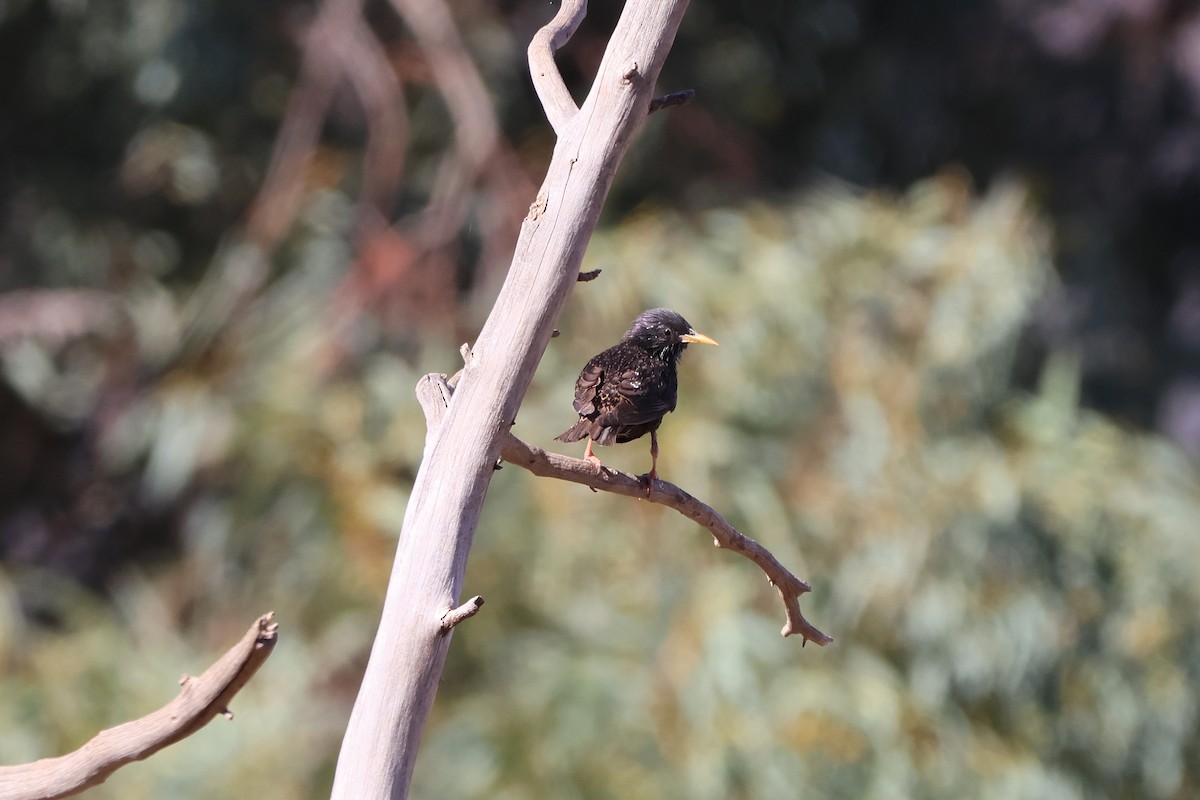 זרזיר מצוי - ML644837627