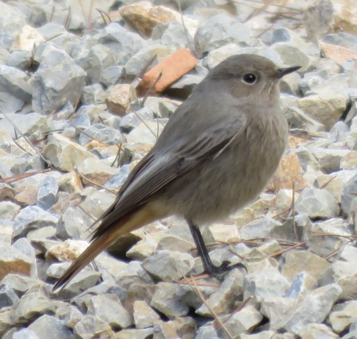 Black Redstart - ML644837629