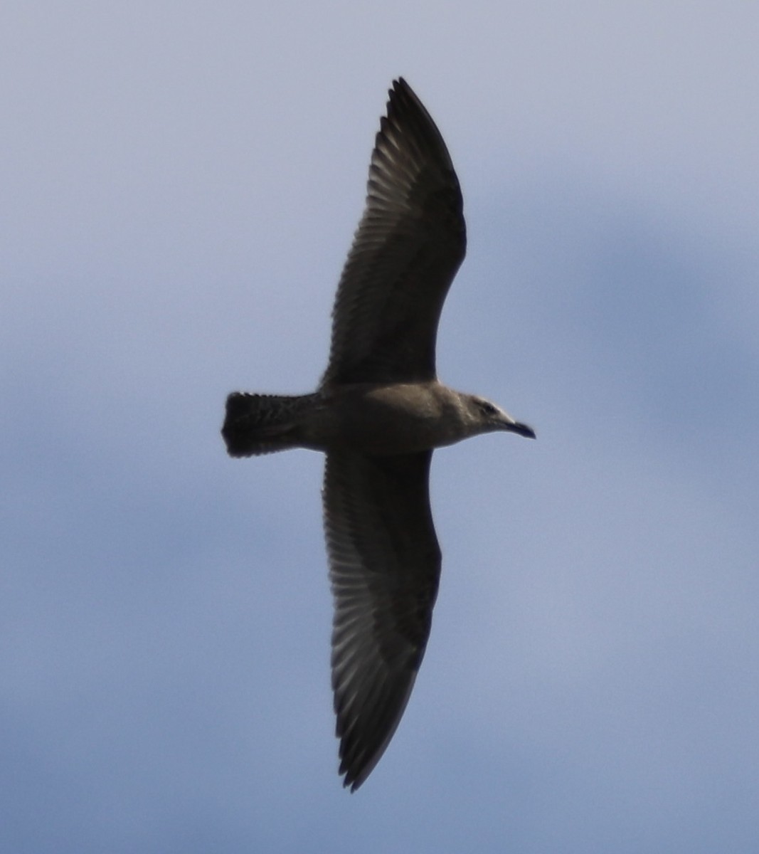 Goéland hudsonien - ML644837630