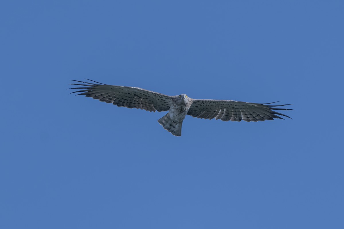 orlík krátkoprstý - ML644837631