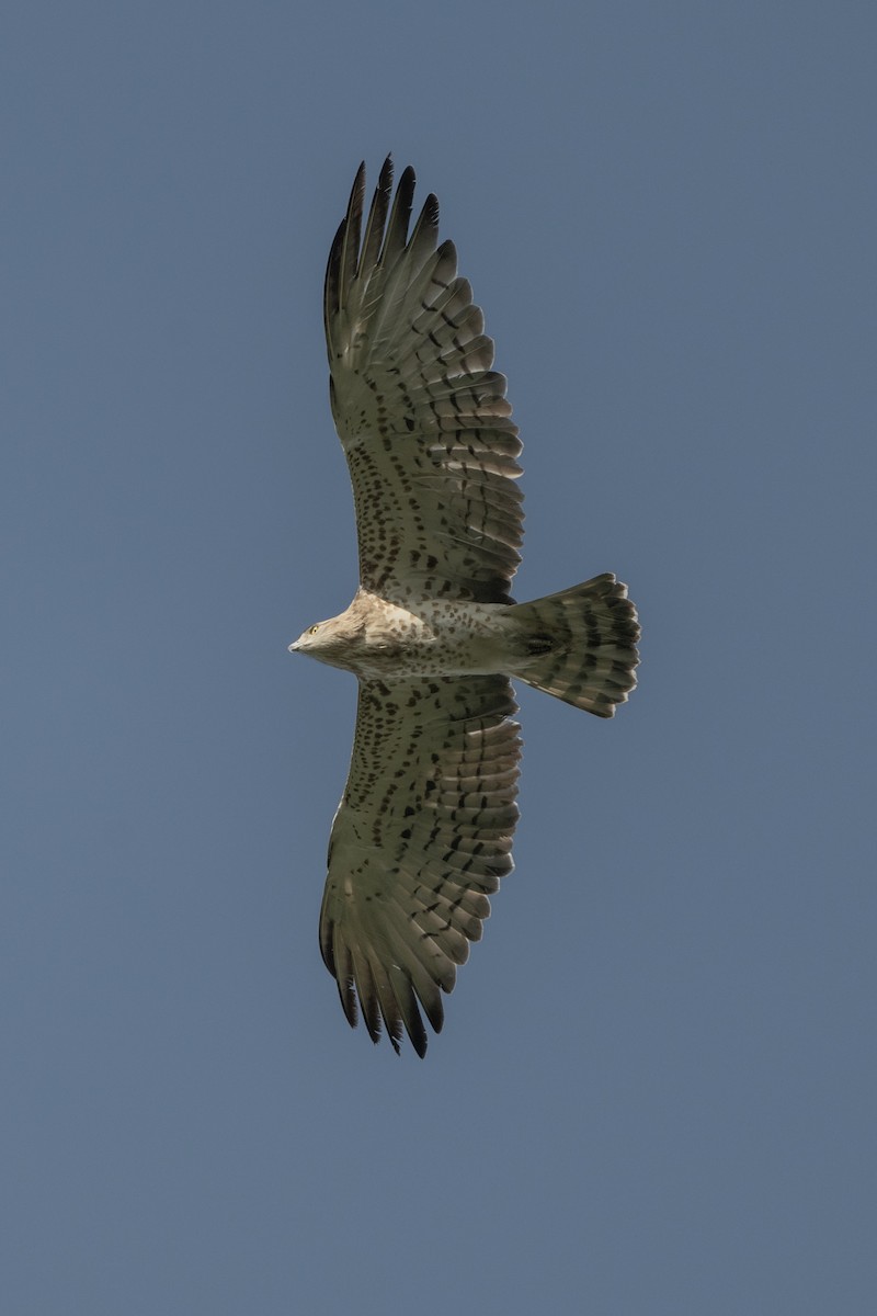 orlík krátkoprstý - ML644837632