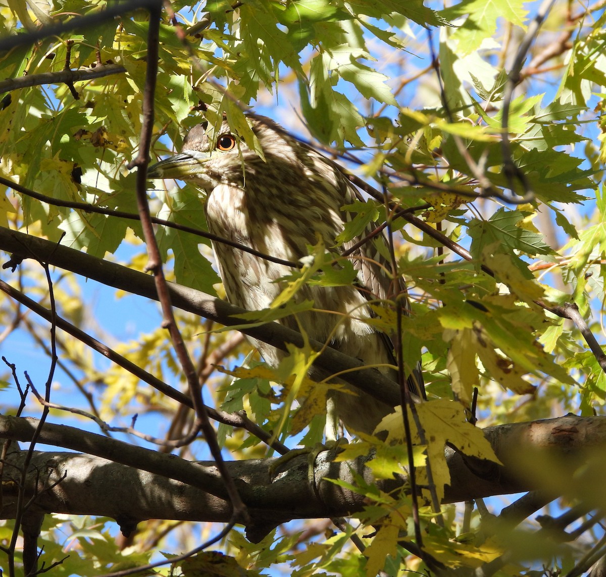 אנפת לילה - ML644837642
